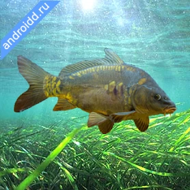 3DCARP2